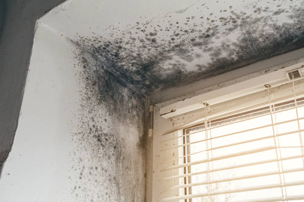 Affordable Bathroom Mold Removal solutions in Vandalia, MI